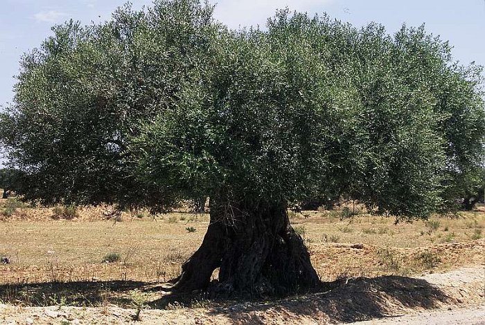 Olea sylvestris (2)
